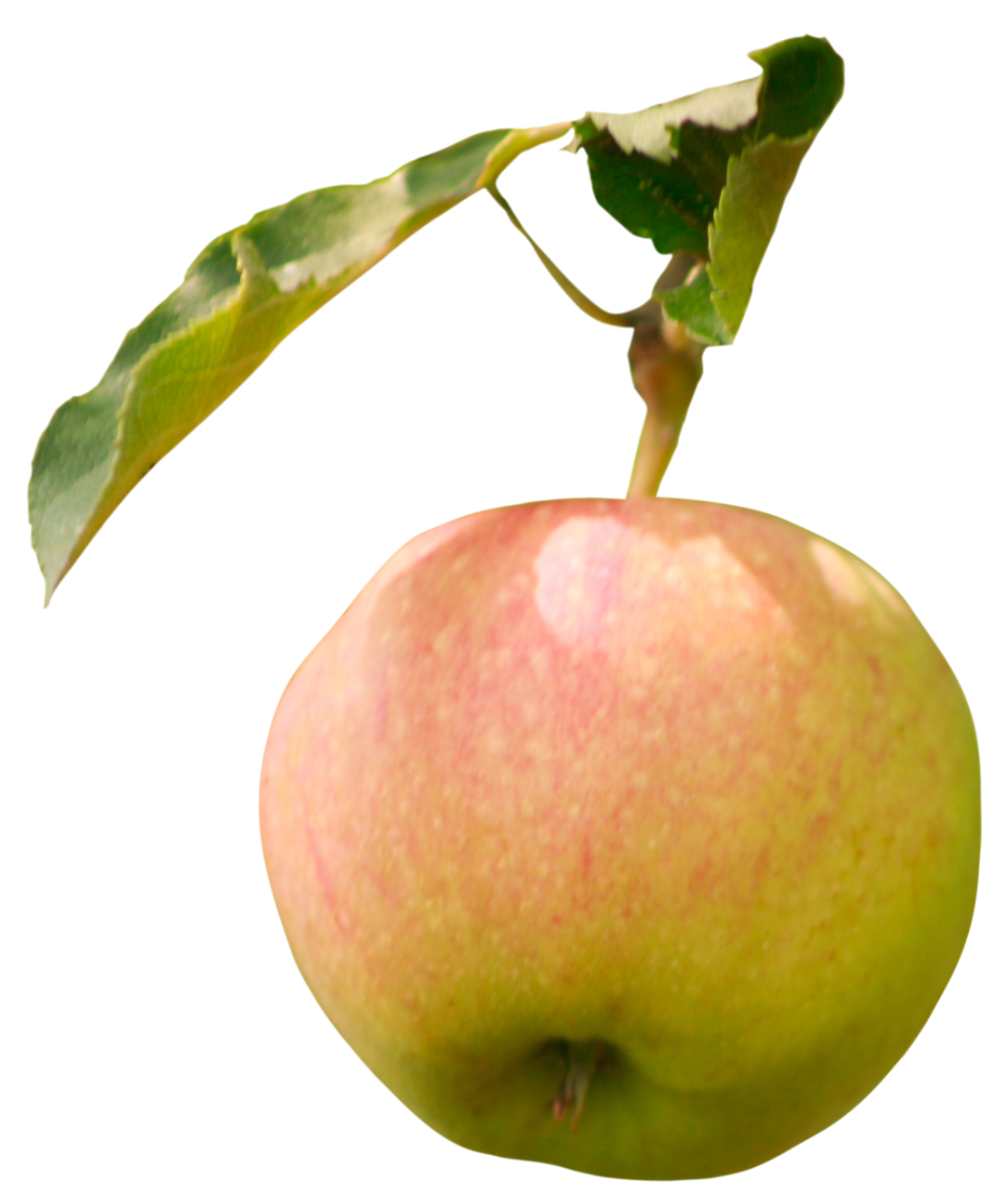 apple with leaf, apple with leaf png, apple with leaf png image, apple with leaf transparent png image, apple with leaf png full hd images download